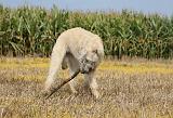 IRISH WOLFHOUND 099